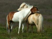Islandpferde beknabbern sich